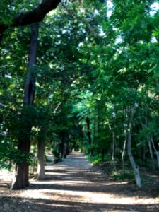 Tree tunnel