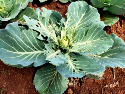 Diamondback moth larvae in cabbage.