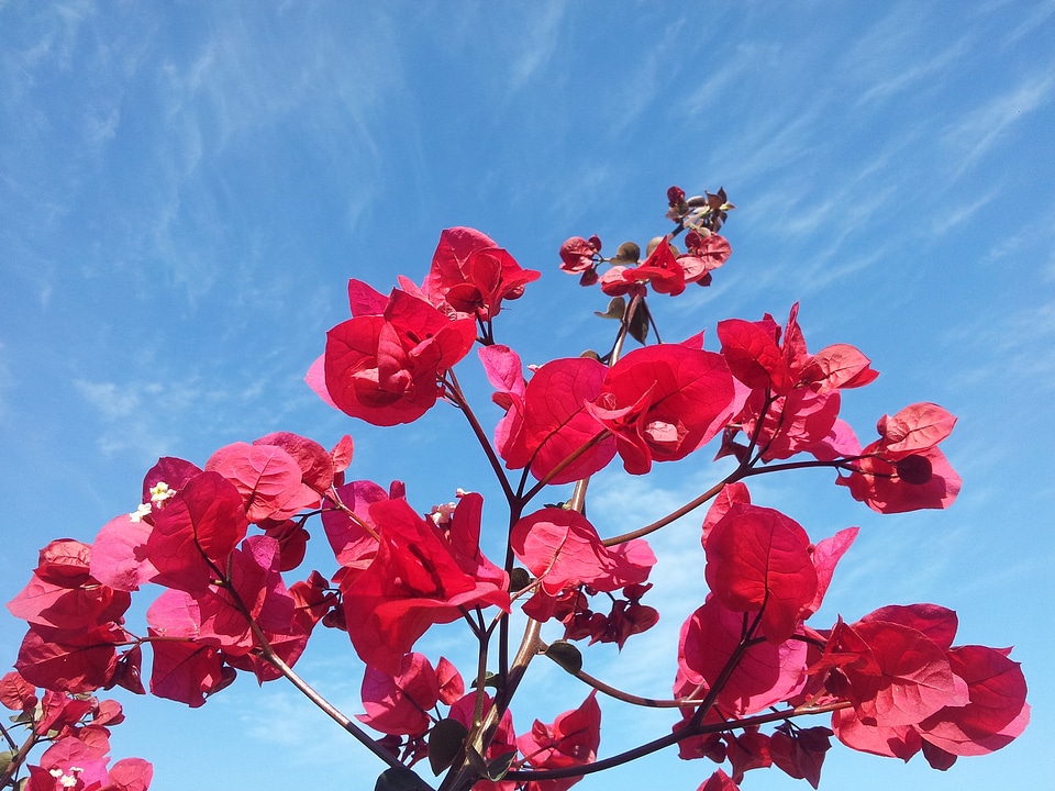 Floral plant natural