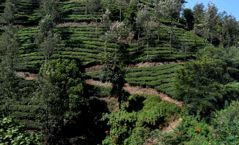 Kumarakom Tea area
