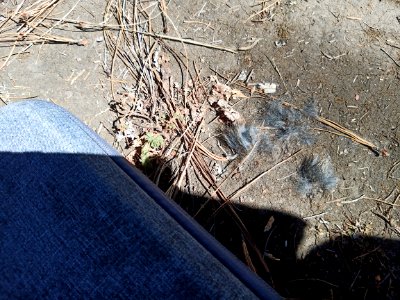 SEIARN_SEIF_HUITZILAC_COAJOMULCO_IMG_20210203_113817
