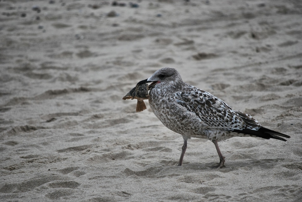 Bird seagull gray