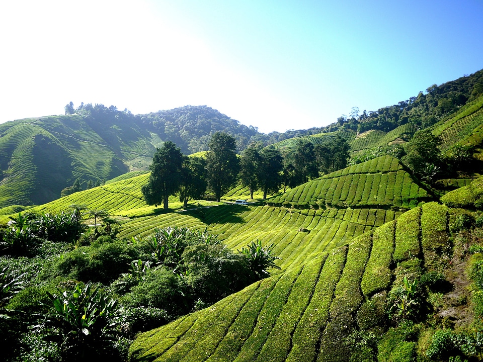 Cameron highlands malaysia green