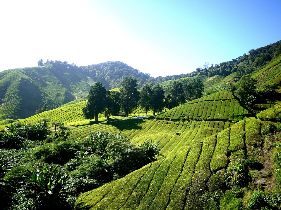 Cameron highlands malaysia green photo