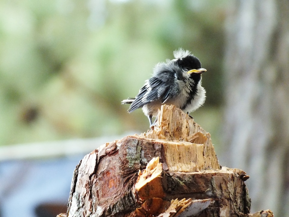 Fledgling bird animal