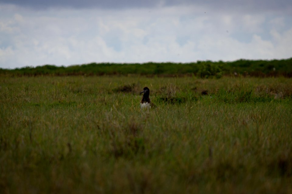 A juvenile Laysan albatross (Phoebastria immutabilis) sits alone in a field, long after most of the other chicks have fledged. It will likely not survive.