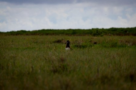 A juvenile Laysan albatross (Phoebastria immutabilis) sits alone in a field, long after most of the other chicks have fledged. It will likely not survive.
