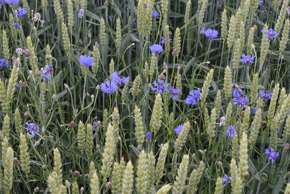 Cornflowers cereals cornfield