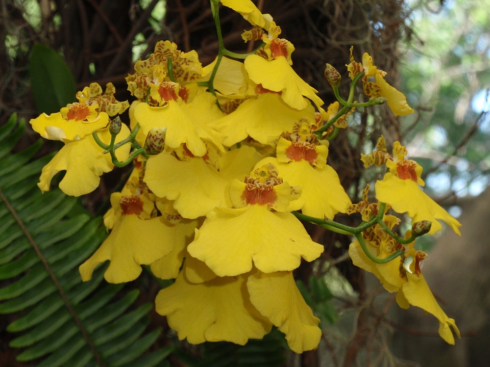 Floral plant natural