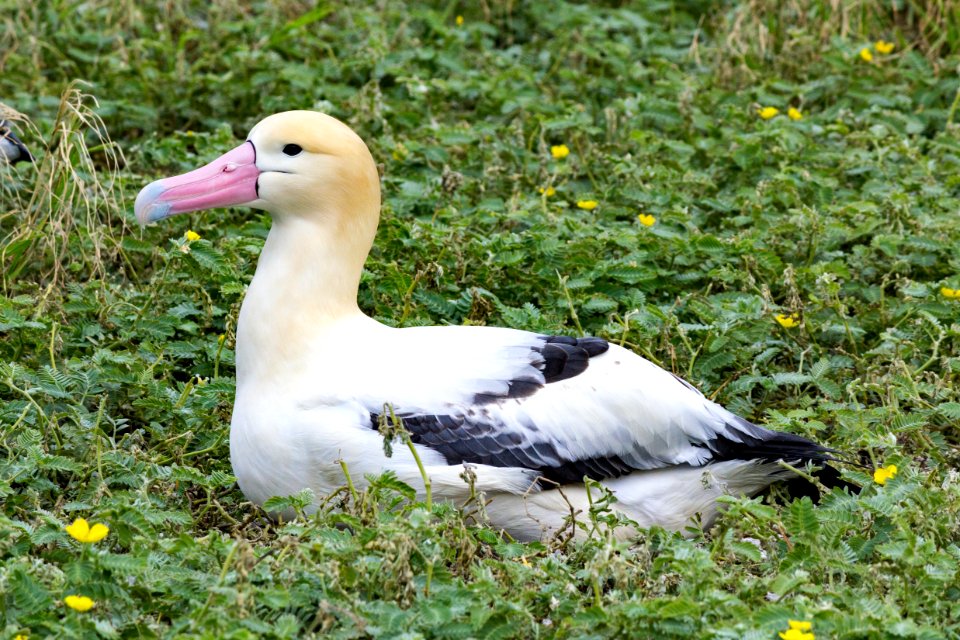 A short-tailed albatross (Phoebastria albatrus) sits on Sand Island