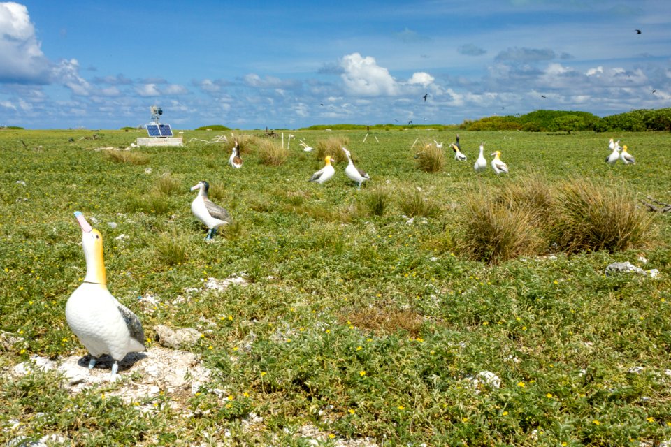 Short-tailed albatross decoys placed on Eastern Island by USFWS in an attempt to establish a breeding population of the species outside of Japan