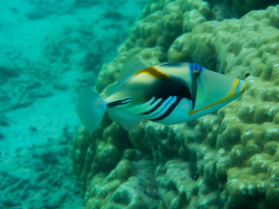 Marine Life Mauritius