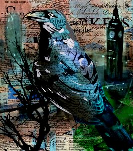 London Crow photo