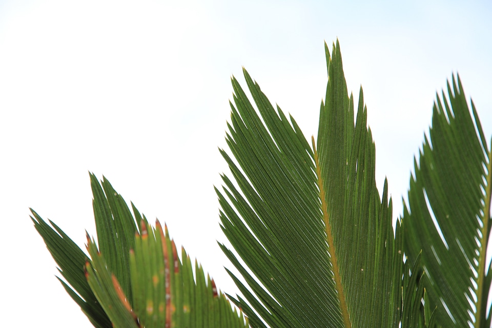 Plant green foliage