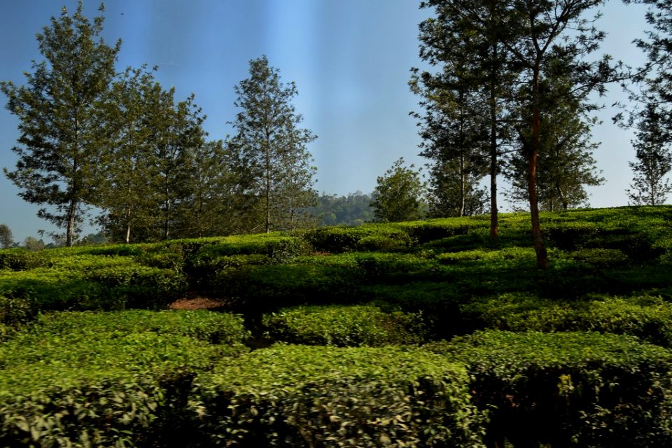 Kumarakom Tea in Kerala