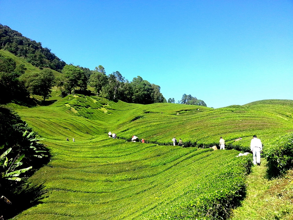 Cameron highlands malaysia green