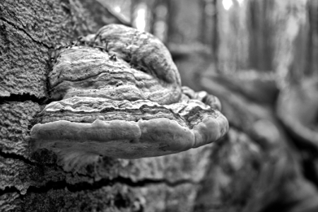 tree fungus