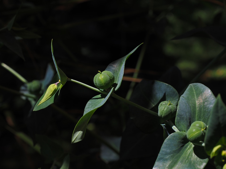 Spurge family euphorbiaceae seeds
