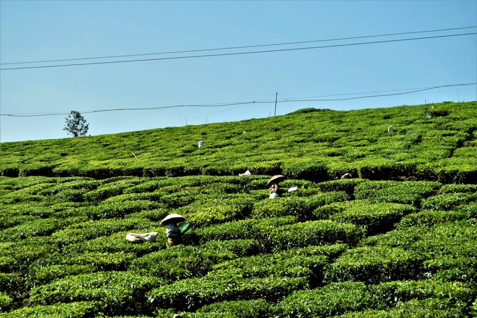 Periyar to Kumarakom Tea growing area