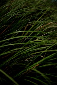 IMG_2039