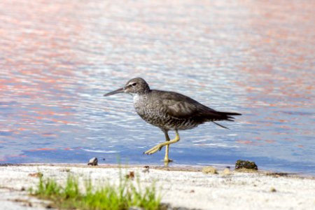 Either a long-billed or short-billed dowitcher photo