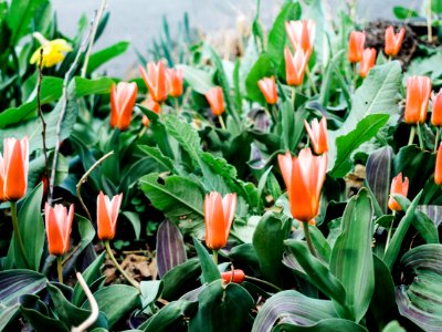 spring has sprung
