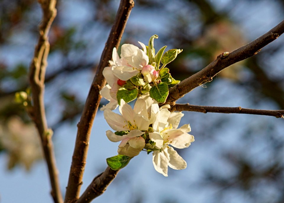 Jena135mm3f5-5f6-an ILCE 7M2-apfelblüte