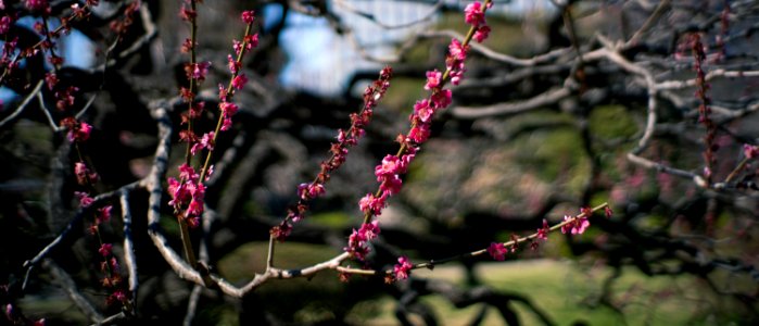 Hamarikyu Gardens, Tokyo, 6th Mar