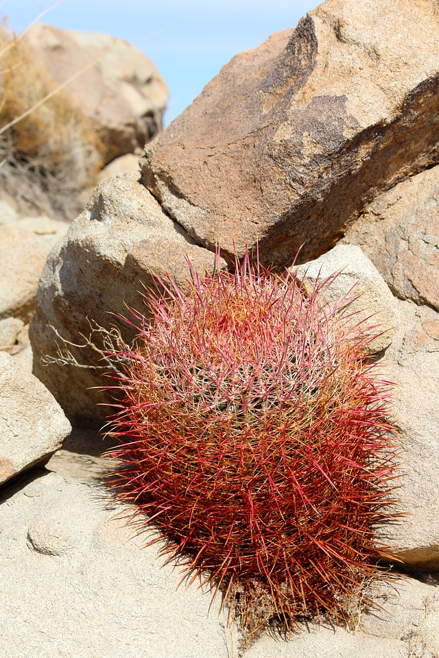 Ferocactus cylindraceus joshua tree national park