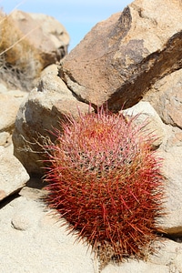 Ferocactus cylindraceus joshua tree national park photo