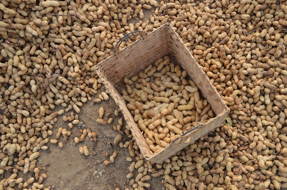 Drying floor harvest