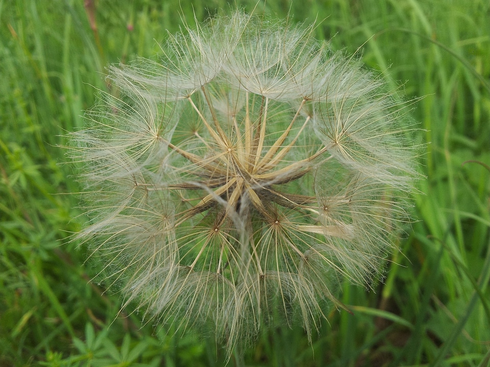 Natural blossom bloom