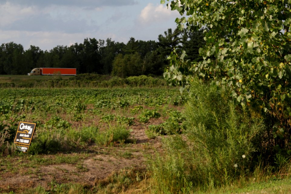 orange cemi in a green surrounding