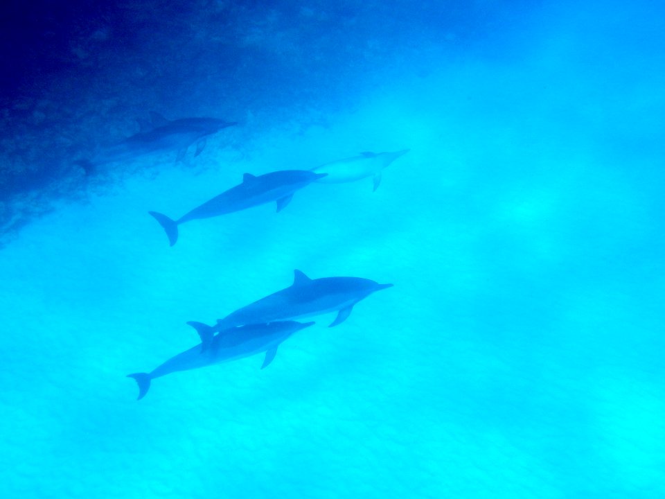 Spinner dolphins (Stenella longirostris) swimming in Midway's lagoon