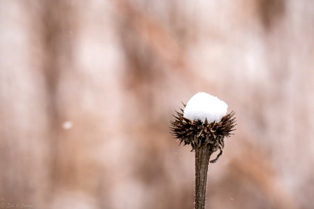 A milkweed or cone flower?  I don't know but it has snow on it.