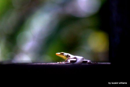 Exposing the Reptilian Hybrid Race by iezalel williams IMG_8906-001