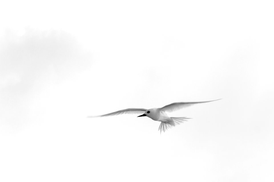 A white tern (Gygis alba) checks me out