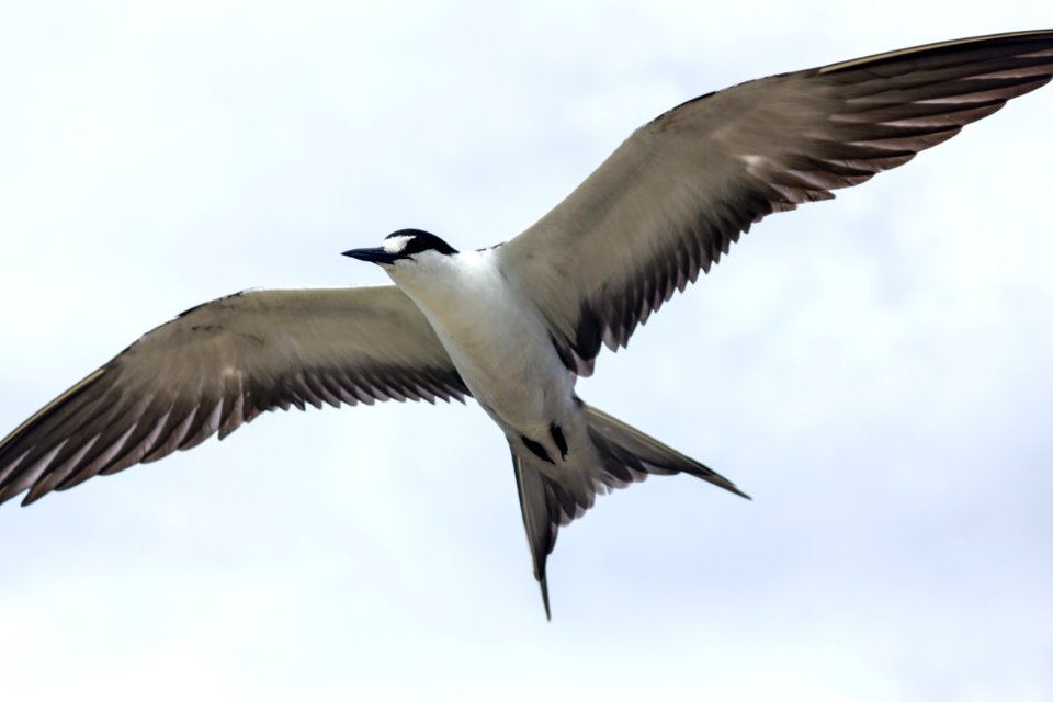A sooty tern (Onychoprion fuscatus) in flight