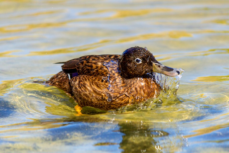 A juvenile Laysan duck (Anas laysanensis) bathes at Catchment
