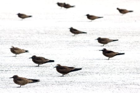 Brown noddies (Anous stolidus) hanging out at the end of the runway