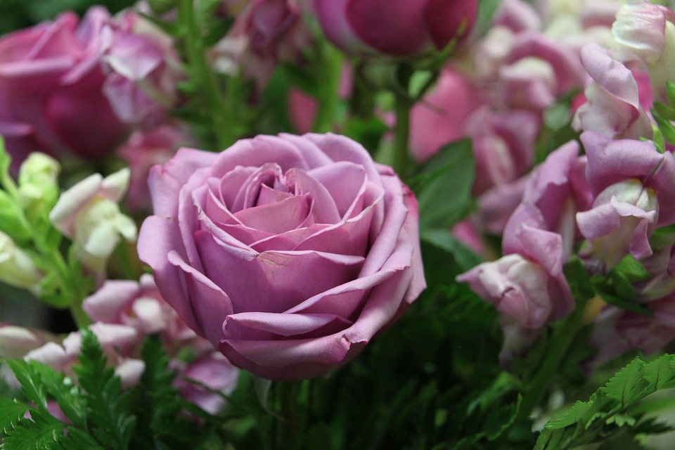Floral plants natural