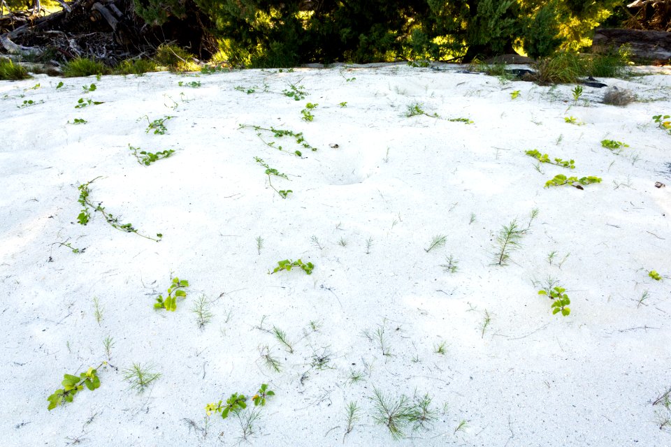 An area of freshly ouplanted beach morning glory (Ipomoea pes-caprae) near the historic cablehouse