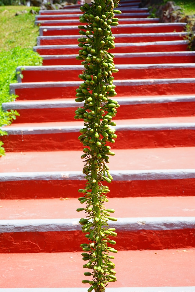 Stairs red green