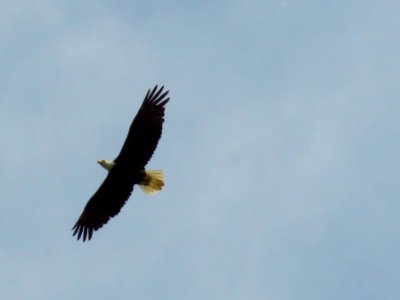 Bald Eagle soaring.