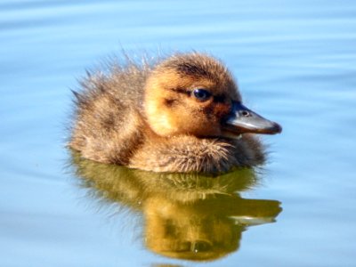 A tiny Laysan duckling (Anas laysanensis) swimming photo