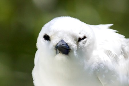A white tern (Gygis alba) gives me the ol' stick eye