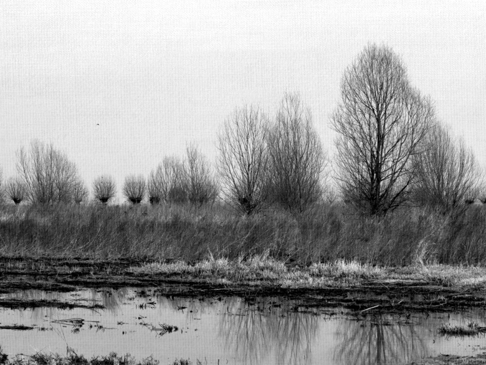 Field scene