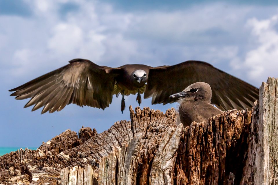A brown noddy (Anous stolidus) returns to its nest and waiting chick