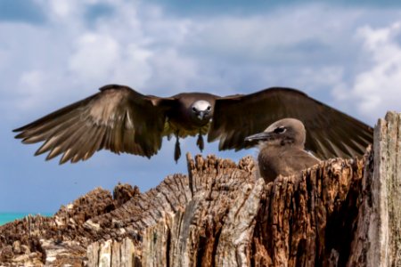 A brown noddy (Anous stolidus) returns to its nest and waiting chick
