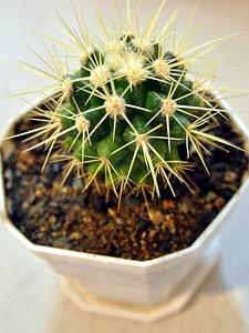 Cactus plant natural photo